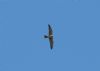 Hobby at West Canvey Marsh (RSPB) (Richard Howard) (23152 bytes) Hobby at West Canvey Marsh (RSPB) (Richard Howard) (23152 bytes)